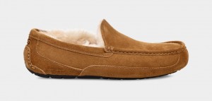 Mocasini Ugg Ascot Barbati Maro | 1803PEKVY