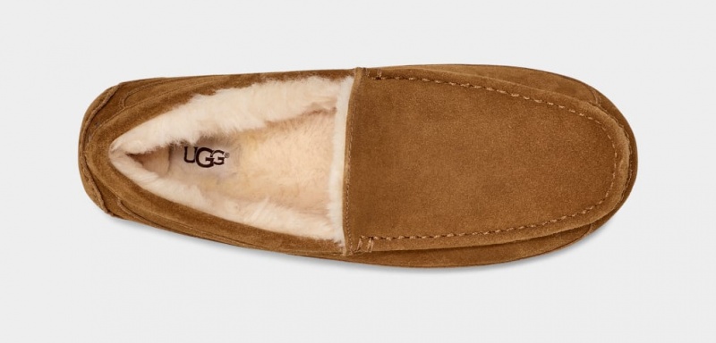 Mocasini Ugg Ascot Barbati Maro | 1803PEKVY