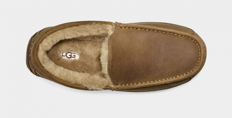 Papuci Ugg Ascot Matte Piele Barbati Maro | 3489SHCVT